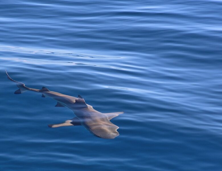 Біля узбережжя Ізраїлю акула напала на людину