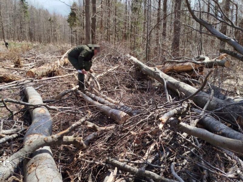 Екопрокуратура розслідує вирубку 200-річних дерев у Карпатах