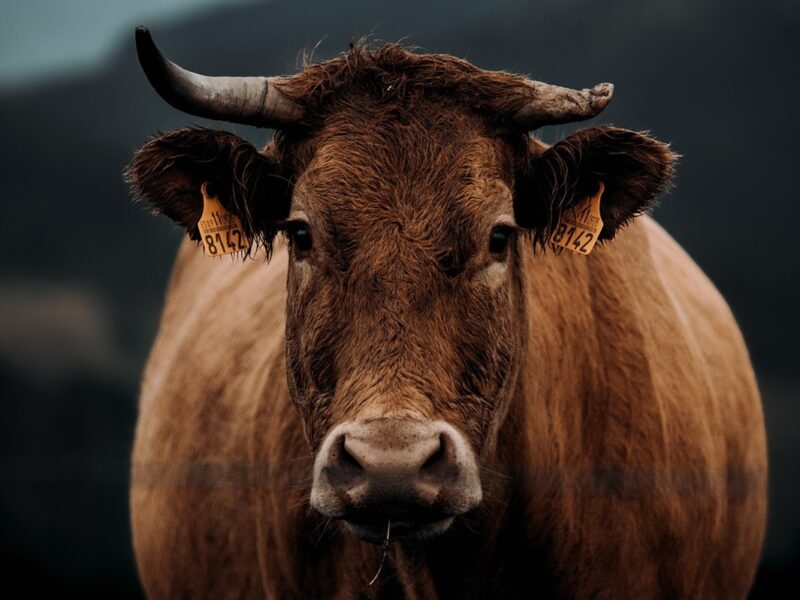 На Харківщині 10 “шахедів” атакували ферму: загинули корови