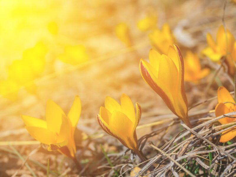 На вихідні синоптики прогнозують дощі та нічні заморозки