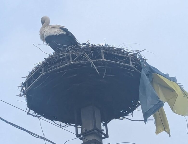 На Закарпатті лелека приніс до гнізда прапор України