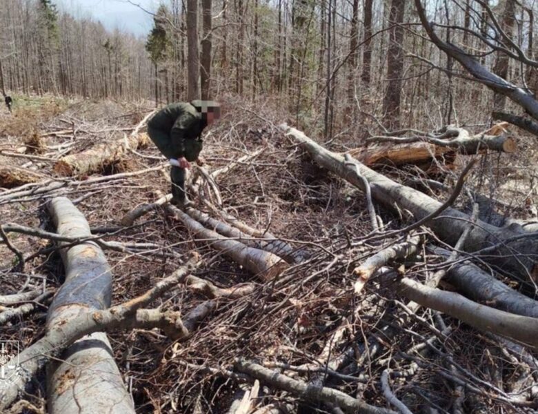 На Закарпатті вирубали праліси для дороги