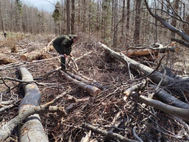 На Закарпатті вирубали праліси для дороги