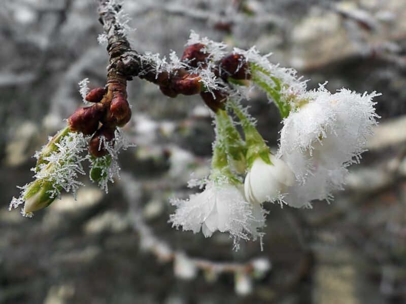 Сонячні дні і нічні заморозки: прогноз на кінець квітня