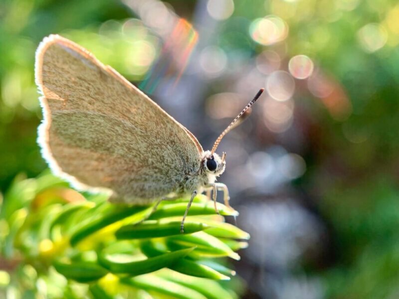 У Канаді виявили унікального метелика, ізольованого понад 40 тисяч років