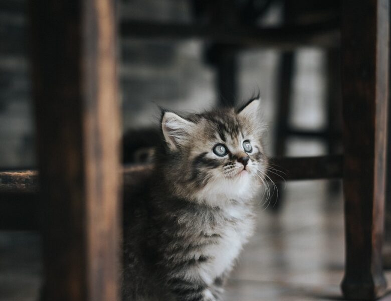 У Києві хлопець у Telegram знущався з кошеняти