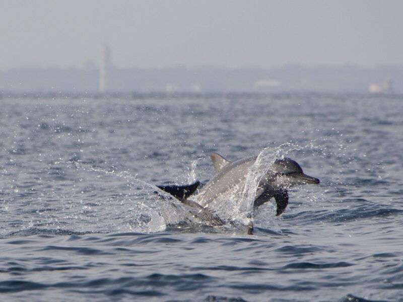 У Маріуполі фіксують мор дельфінів і птахів
