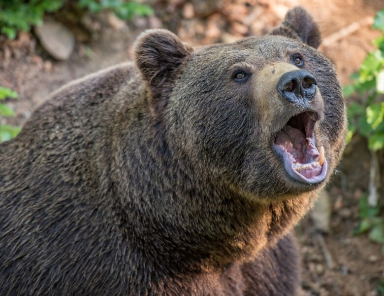У Румунії туристка загинула, втікаючи від ведмедя