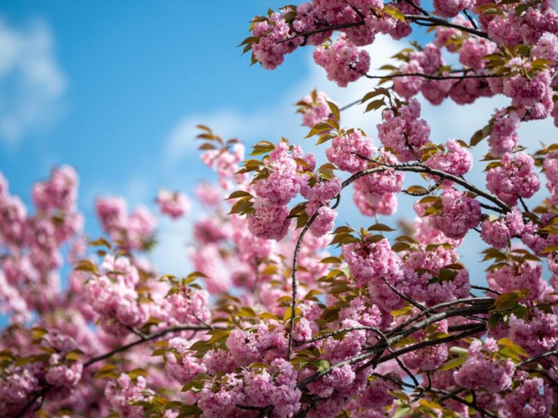Україна зустріне тиждень весняним теплом: повітря прогріється до +26°C