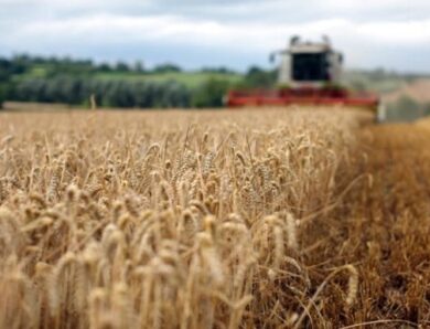Україні прогнозують найнижчий за 13 років урожай пшениці