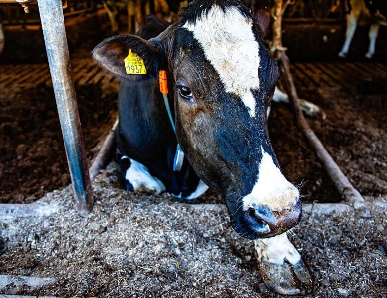 Українців попередили щодо захворювання тварин на ящур і блутанг