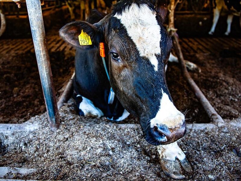 Українців ппередили щодо захворювання тварин на ящур і блутанг