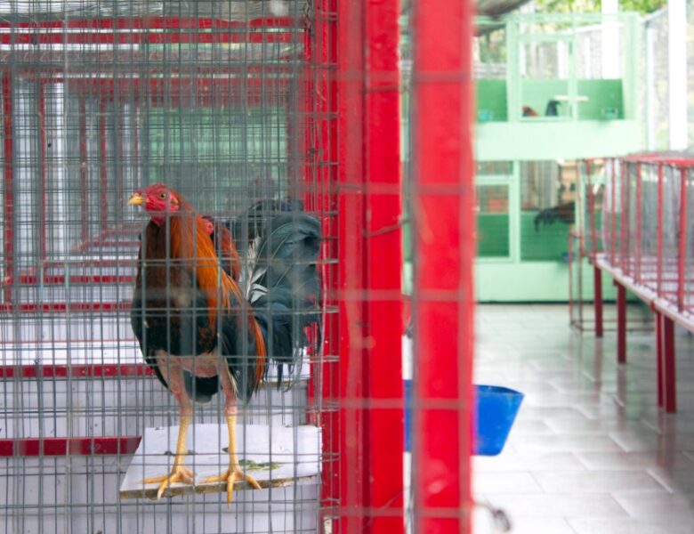 Унаслідок стрілянини на півнячих боях в Еквадорі загинули 11 осіб