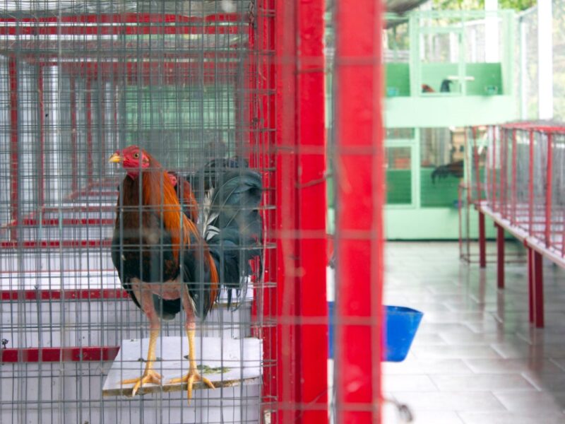 Унаслідок стрілянини на півнячих боях в Еквадорі загинули 11 осіб