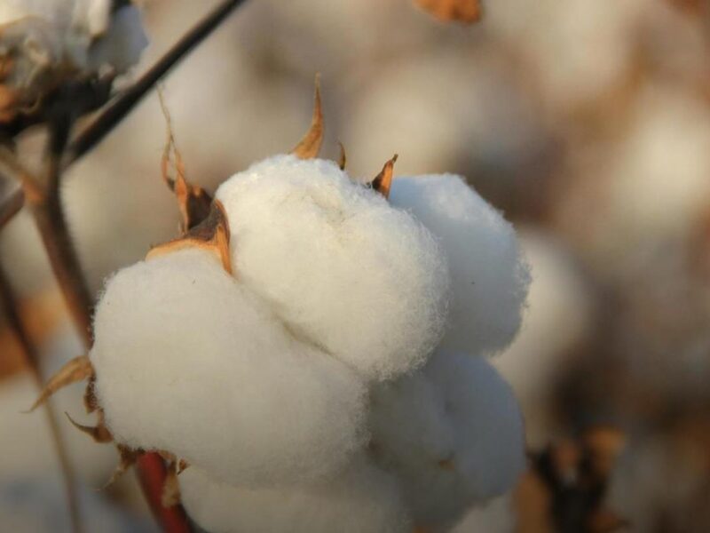 В Україні планують зробити бавовник стратегічною культурою