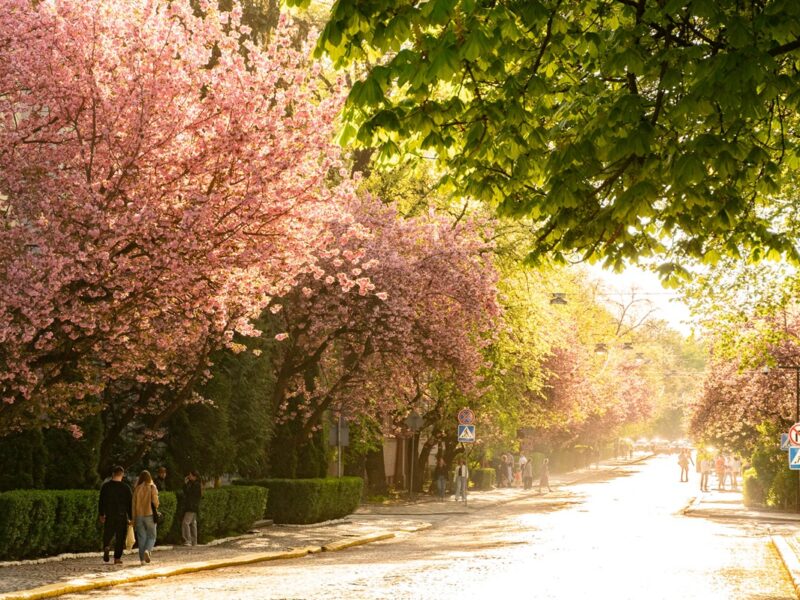 В Ужгороді почався пік цвітіння сакур