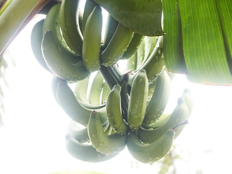Банани перебувають на межі зникнення через зміну клімату