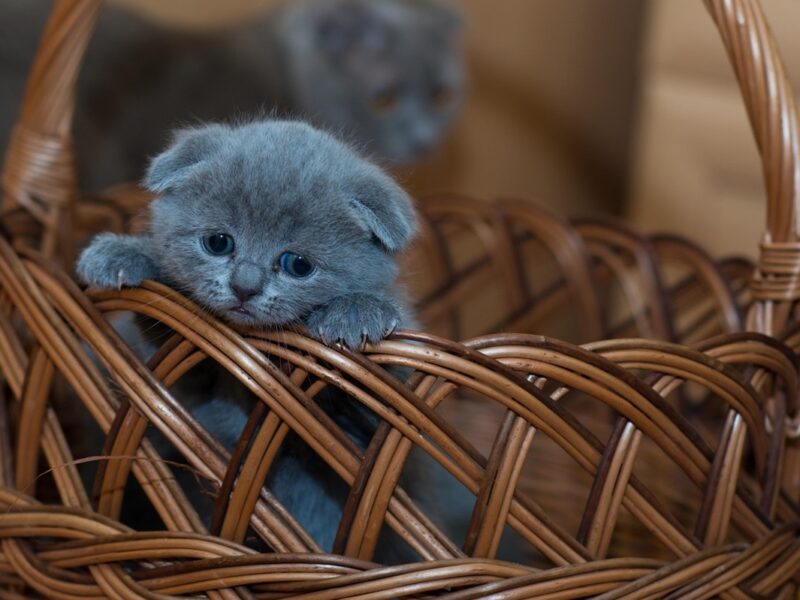 Гороскоп для знаків зодіаку на 13 травня 2025 року