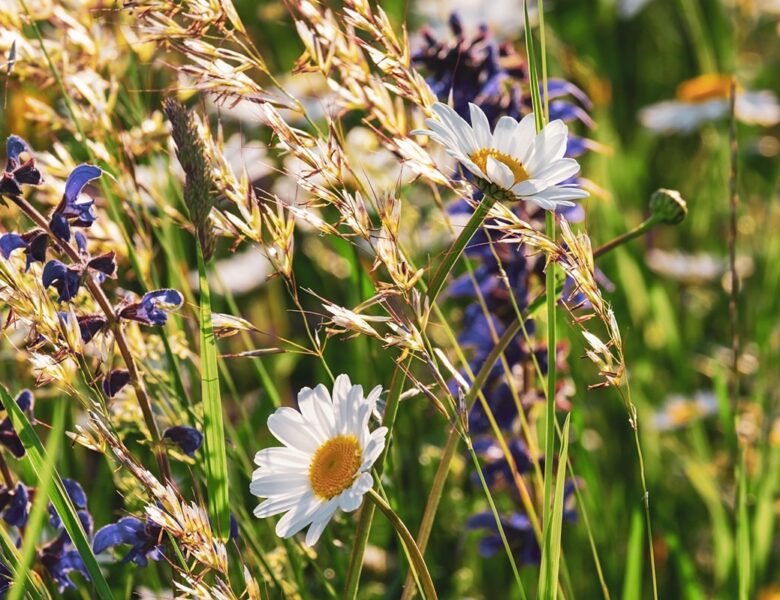 Гороскоп для знаків зодіаку на 15 травня 2025 року