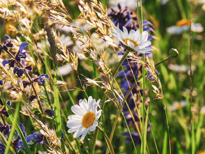 Гороскоп для знаків зодіаку на 15 травня 2025 року