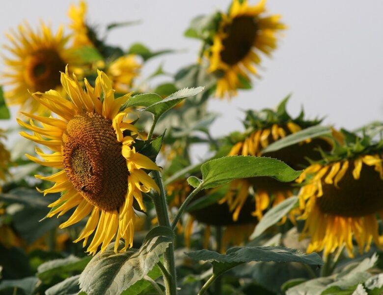 Гороскоп для знаків зодіаку на 16 травня 2025 року