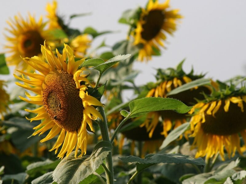 Гороскоп для знаків зодіаку на 16 травня 2025 року