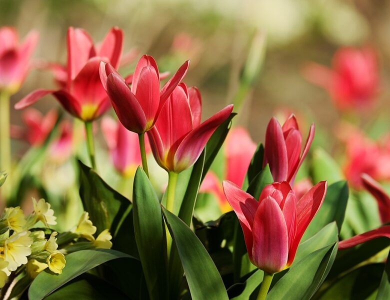 Гороскоп для знаків зодіаку на 20 травня 2025 року