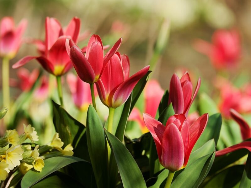 Гороскоп для знаків зодіаку на 20 травня 2025 року