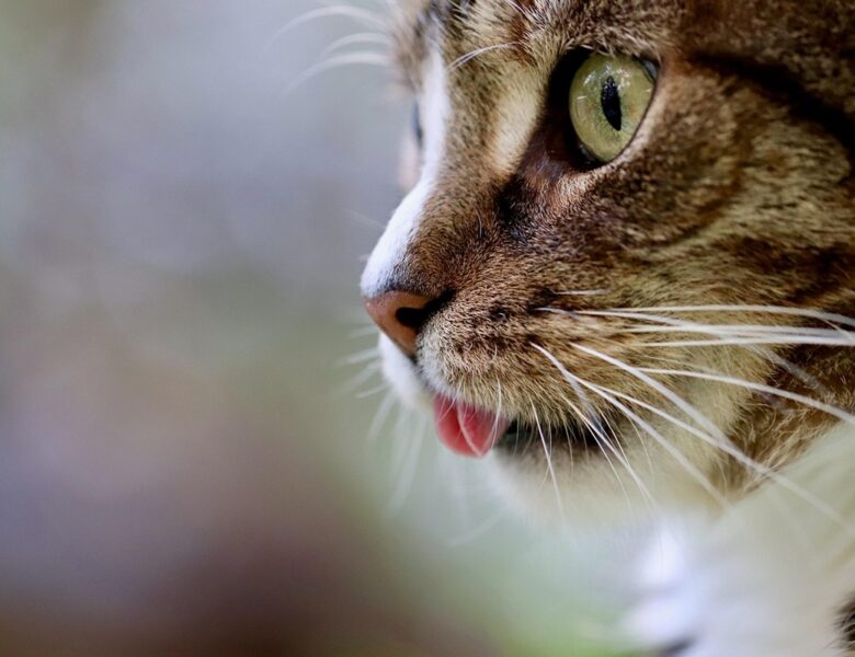 Гороскоп для знаків зодіаку на 27 травня 2025 року