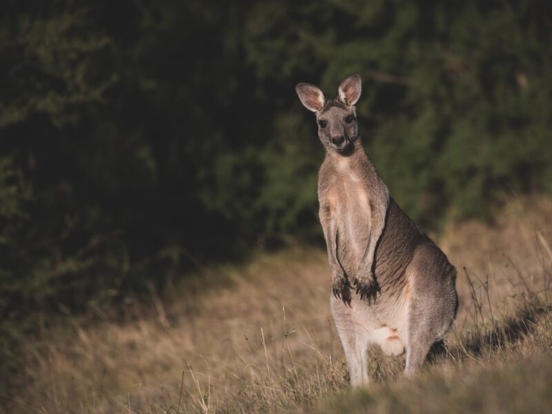 Кенгуру-боєць ледь не втопив чоловіка в Австралії після повені