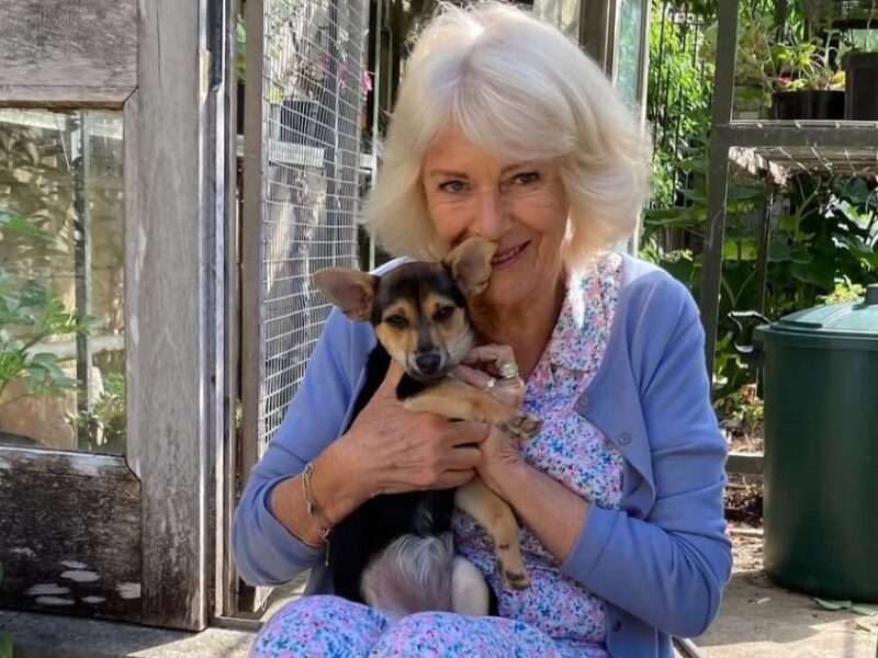 Королева Камілла взяла нового улюбленця з притулку
