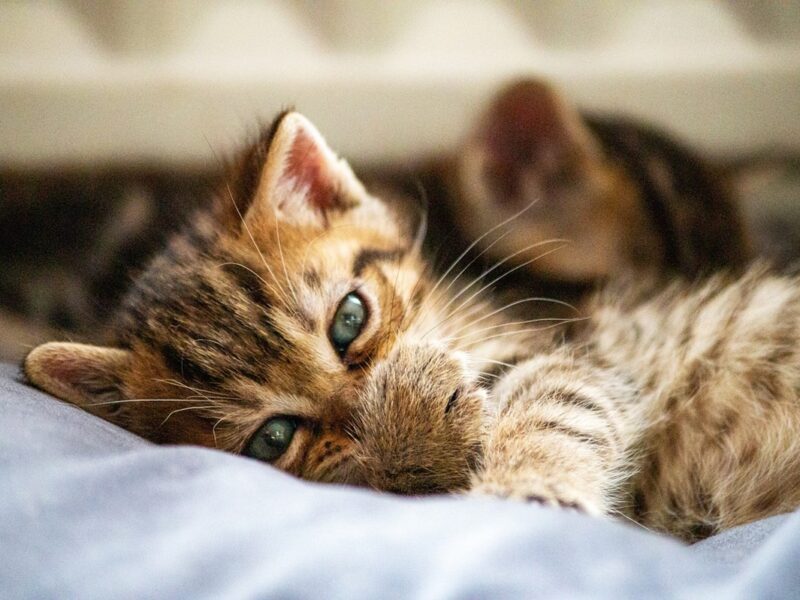 Коти впізнають господарів на нюх – вчені