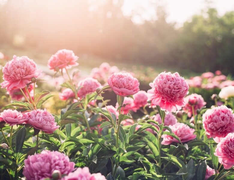 Потепління та грози: прогноз погоди на початок тижня