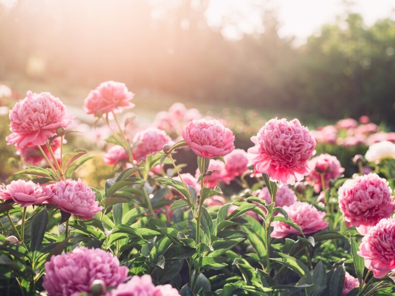 Потепління та грози: прогноз погоди на початок тижня