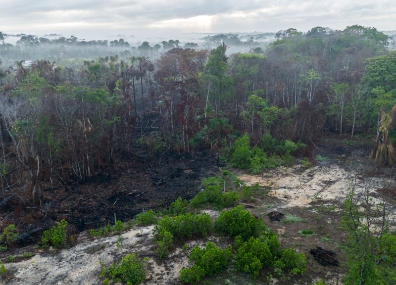 Пожежі в Амазонії спричинили рекордну вирубку лісів – звіт