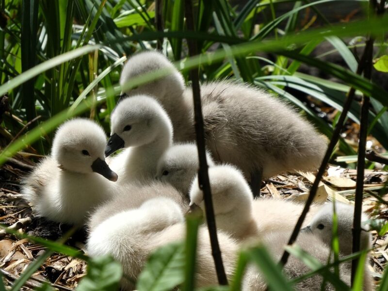 Свята 21 травня 2025 року: іменини, прикмети