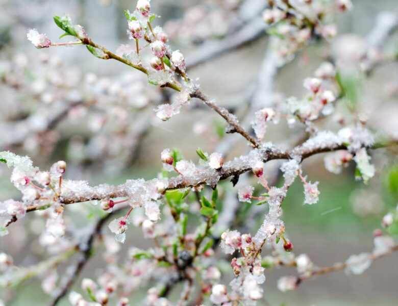 Травневе похолодання побило рекорди на Хмельниччині