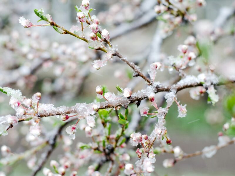 Травневе похолодання побило рекорди на Хмельниччині