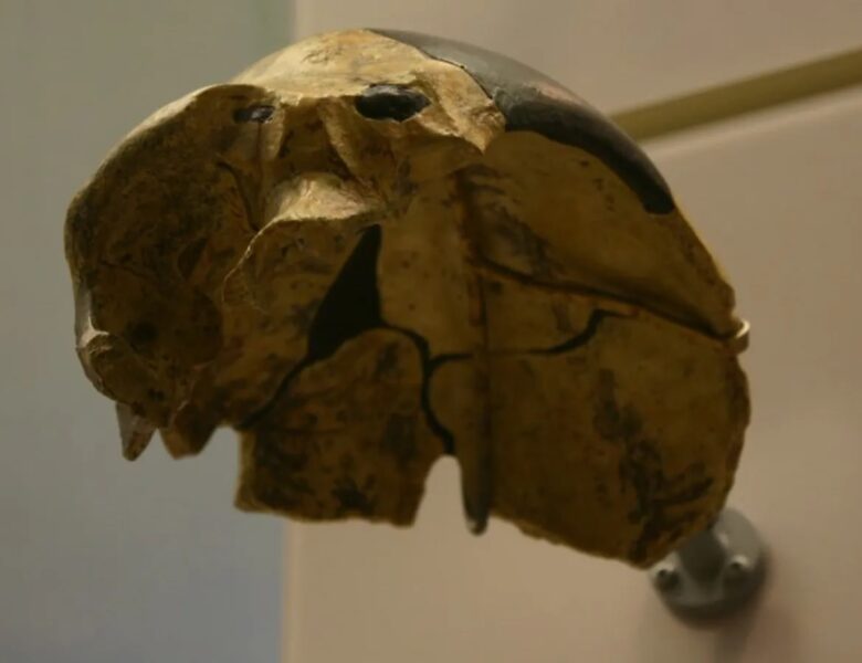 У Китаї знайшли череп, який не належить жодному з відомих видів людини