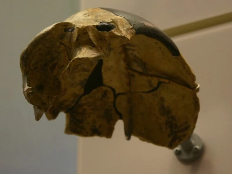 У Китаї знайшли череп, який не належить жодному з відомих видів людини