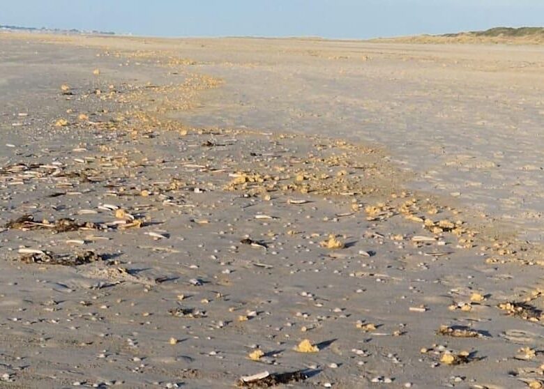 У Німеччині узбережжя засипало шматками парафіну