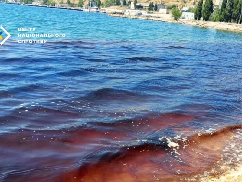 У Севастопольській бухті масово гинуть дельфіни через злив нечистот