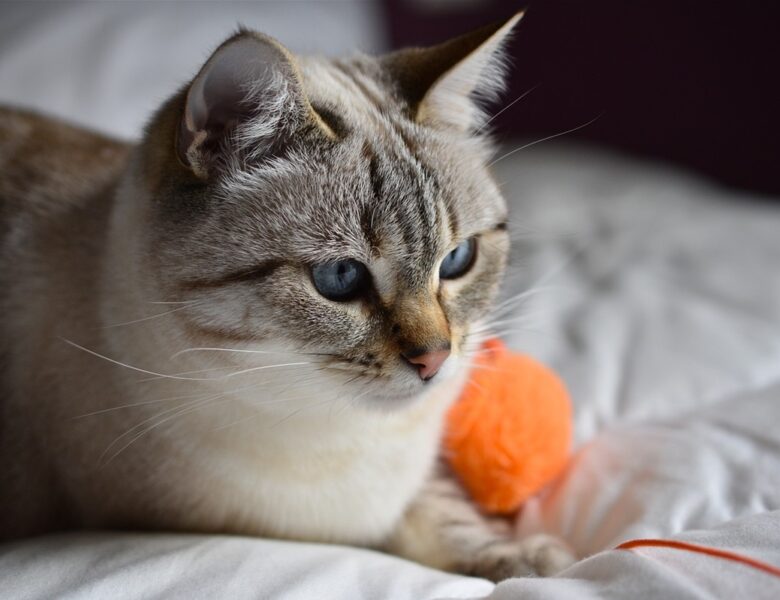 У Швейцарії пенсіонерку судять за годування сусідського кота