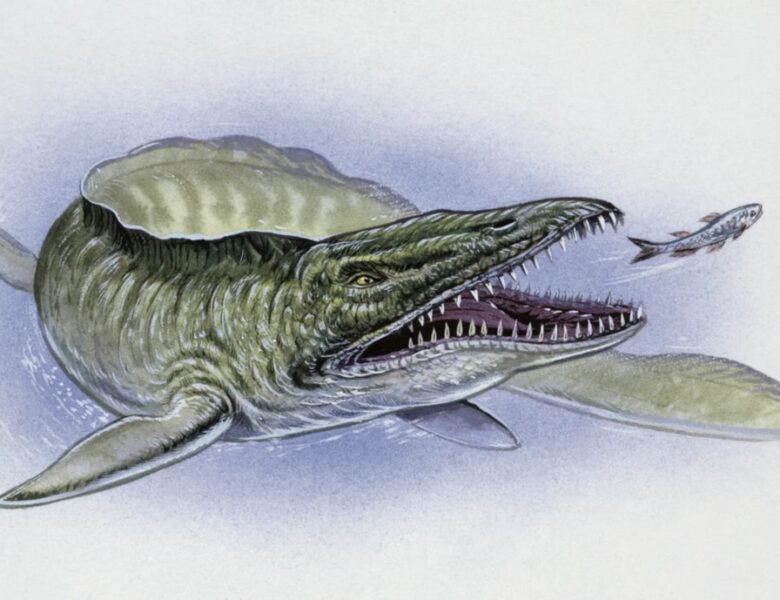 У США знайшли скам’янілість мозазавра часів динозаврів