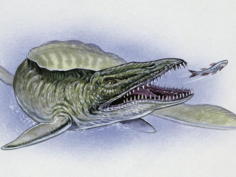 У США знайшли скам’янілість мозазавра часів динозаврів