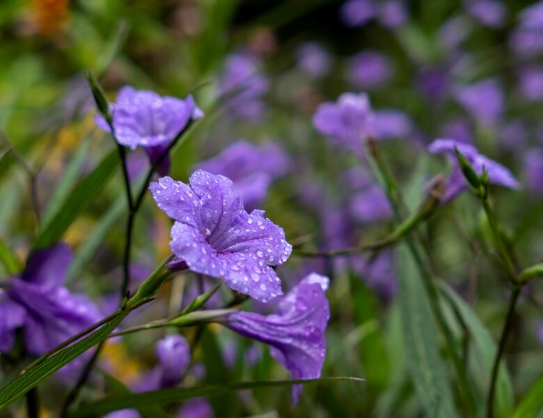 Україну накриють дощі та грози