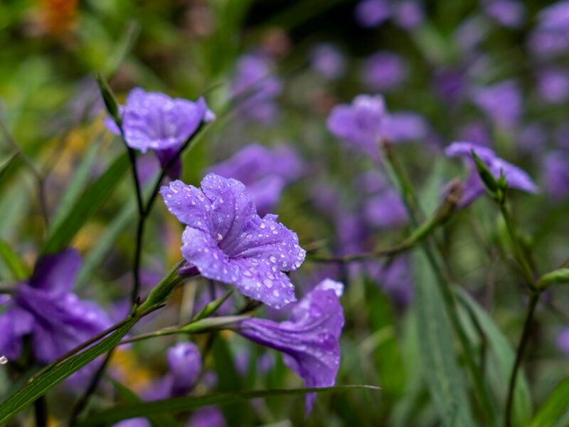 Україну накриють дощі та грози
