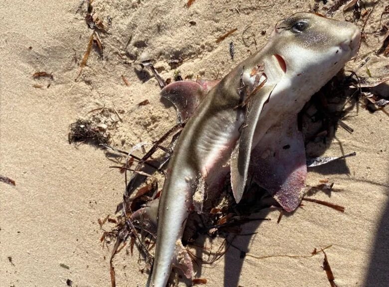 В Австралії через токсичні водорості загинули сотні морських тварин
