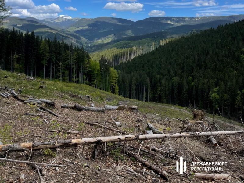 Вирубали ліс на 12 млн: на Закарпатті судитимуть групу лісників