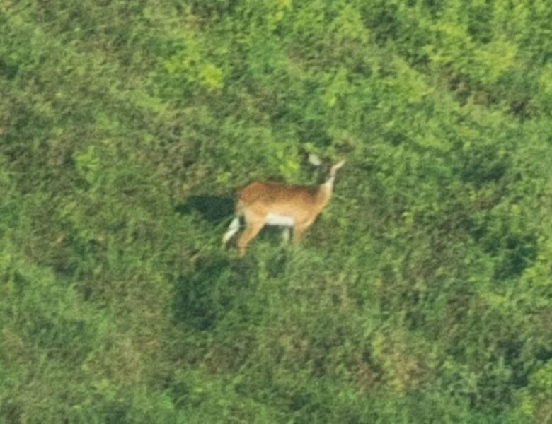 Зникаючий вид антилоп вперше сфотографований живим з 1940 року